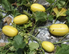 菜瓜最新事件爆料,揭秘背后惊人真相